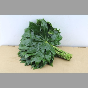 Aralia 40 Cm South Africa