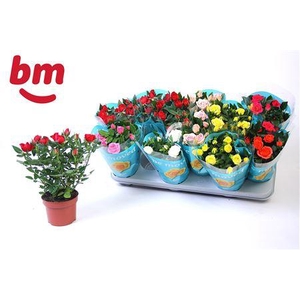 Rosa Beau Monde Gemengd 10,5 Cm Klo