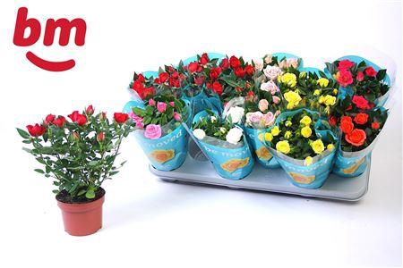 <h4>Rosa Beau Monde Gemengd 10,5 Cm Klo</h4>