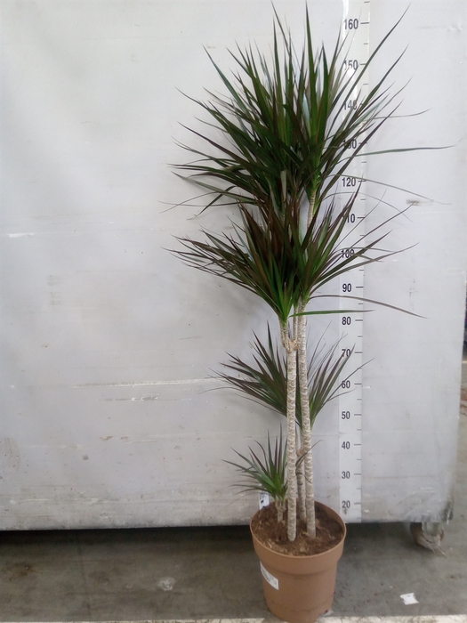 <h4>Dracaena marg. 'Magenta'</h4>