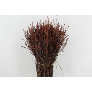 MYRICA GALE PER STEM