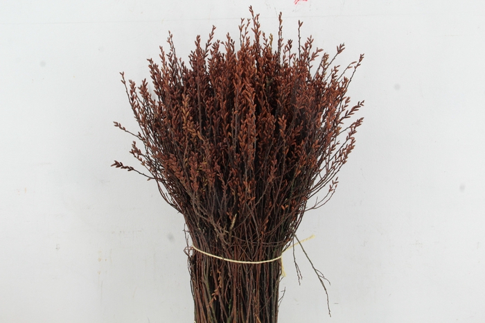 MYRICA GALE PER STEM