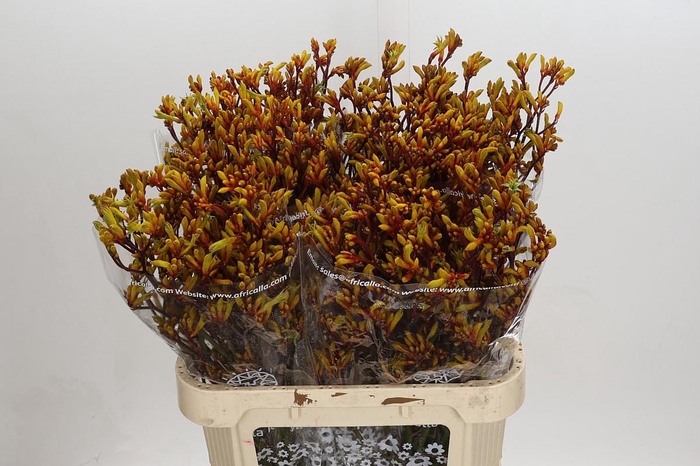 <h4>Anigozanthos Gold Fever</h4>