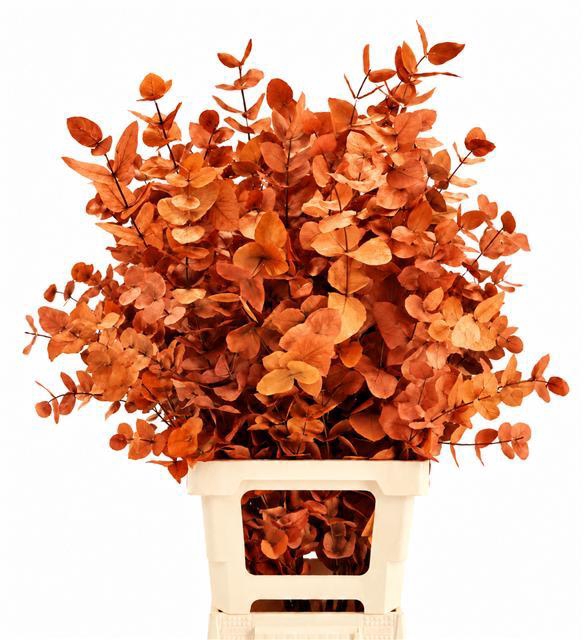 <h4>Euc. Cinerea Preserved Orange</h4>