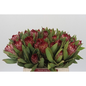 Protea Robijn