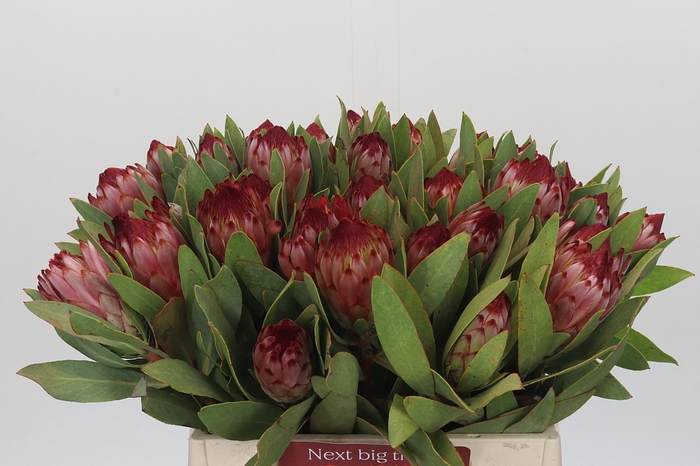 Protea Robijn