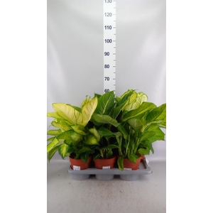 Dieffenbachia seg.   ...