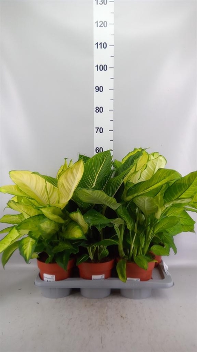 <h4>Dieffenbachia seg.   ...</h4>