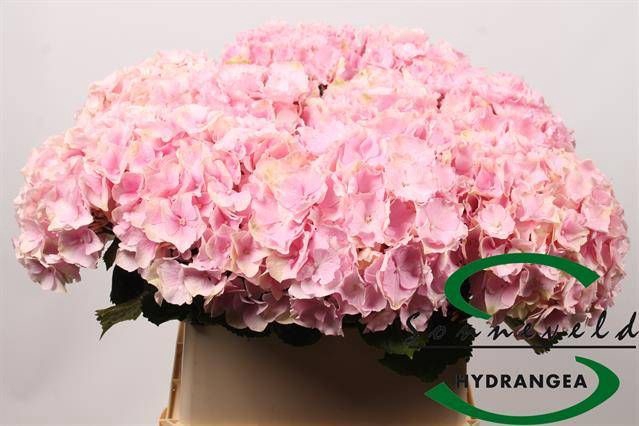 <h4>HYDR M CH VERENA</h4>