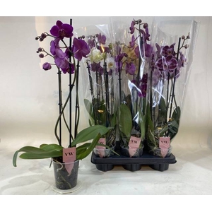 PHAL GEM