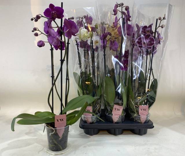<h4>PHAL GEM</h4>