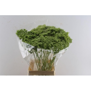 Ammi Vis Green Mist