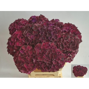 HYDR M MAG DARK RUBY