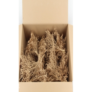 DF Gonio Tataricum Bs Antique Gold 30cm