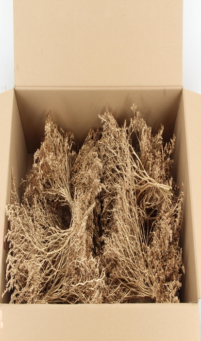 <h4>DF Gonio Tataricum Bs Antique Gold 30cm</h4>