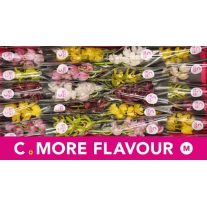 Mini cymbidium 'Mix' 40 cm