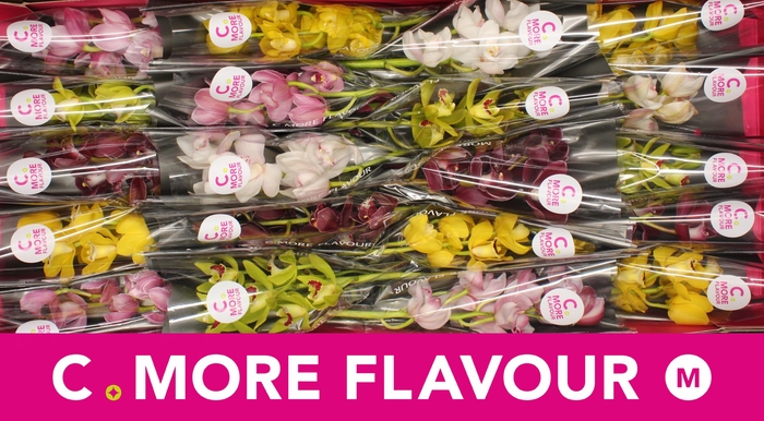 <h4>Mini cymbidium 'Mix' 40 cm</h4>