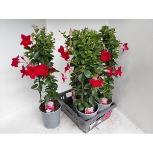 MANDE SUN RED
