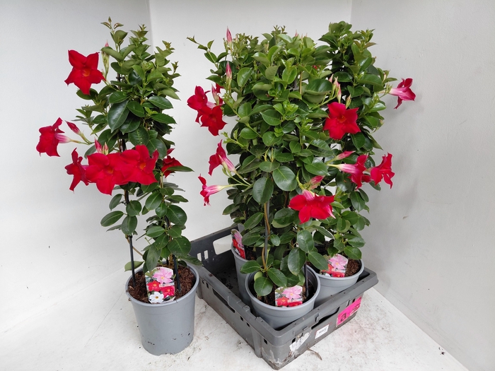 <h4>MANDE SUN RED</h4>
