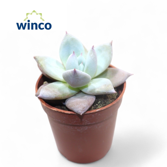 <h4>Echeveria Colorata Ice</h4>