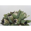 Protea Barbigera Snow Leopard