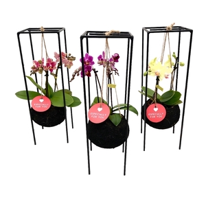 Black Kokodama 12 cm Industrial Hanging Orchid 2 Tak (especialy for you)