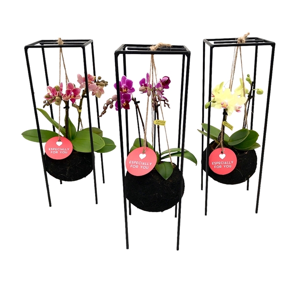 <h4>Black Kokodama 12 cm Industrial Hanging Orchid 2 Tak (especialy for you)</h4>