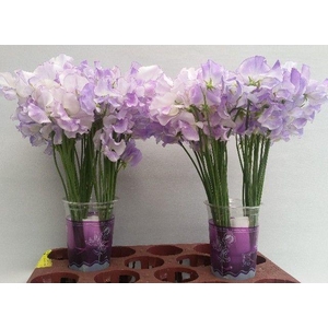 Lathyrus Lavender Wedding