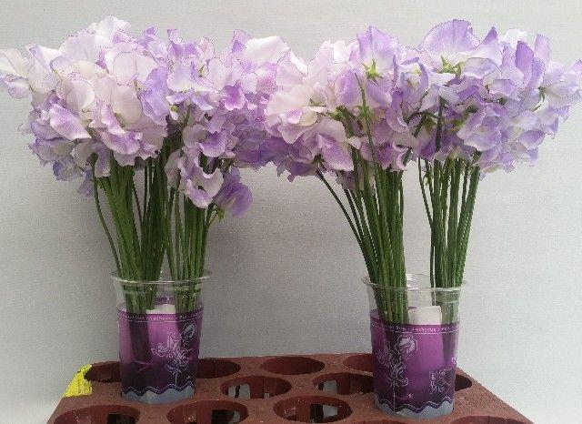 <h4>Lathyrus Lavender Wedding</h4>