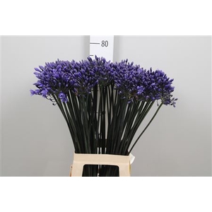 Agapanthus  'Intermedius'
