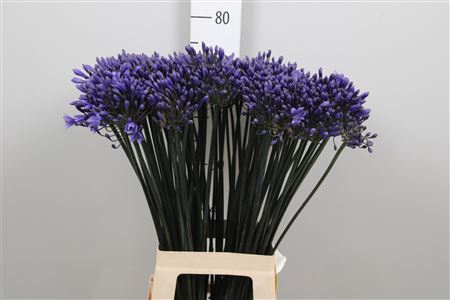 <h4>Agapanthus  'Intermedius'</h4>