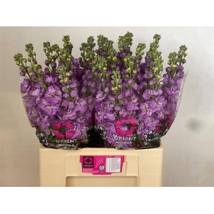 Matth Mathilda Lavender Orient