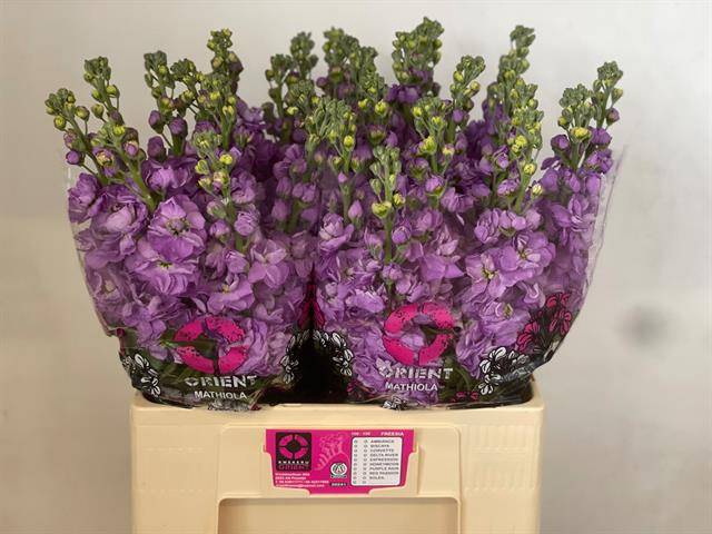 <h4>Matth Mathilda Lavender Orient</h4>
