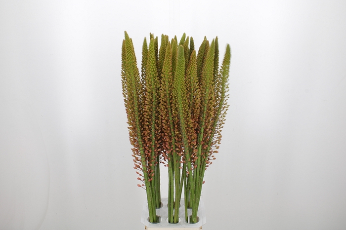 <h4>Eremurus Cleopatra</h4>
