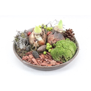 arr4 Amaryllis MB - Luxe schotel L 2bol RED