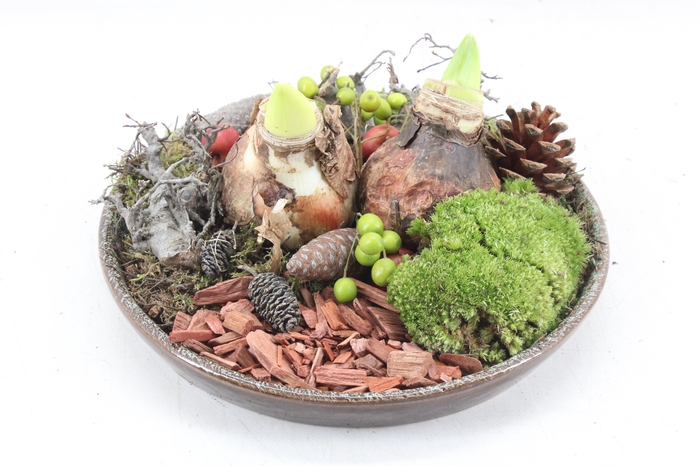 <h4>arr4 Amaryllis MB - Luxe schotel L 2bol RED</h4>