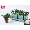 ROSA BEAU MONDE WHITE JEWEL P10,5