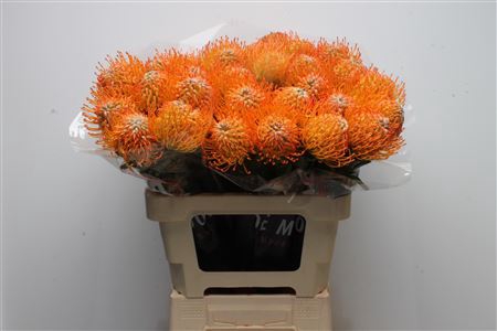 Leuco Ayoba Peach
