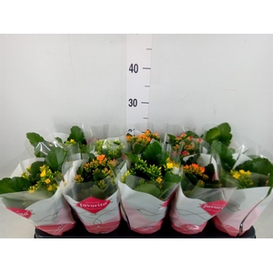 Kalanchoe blos.   ..mix 4