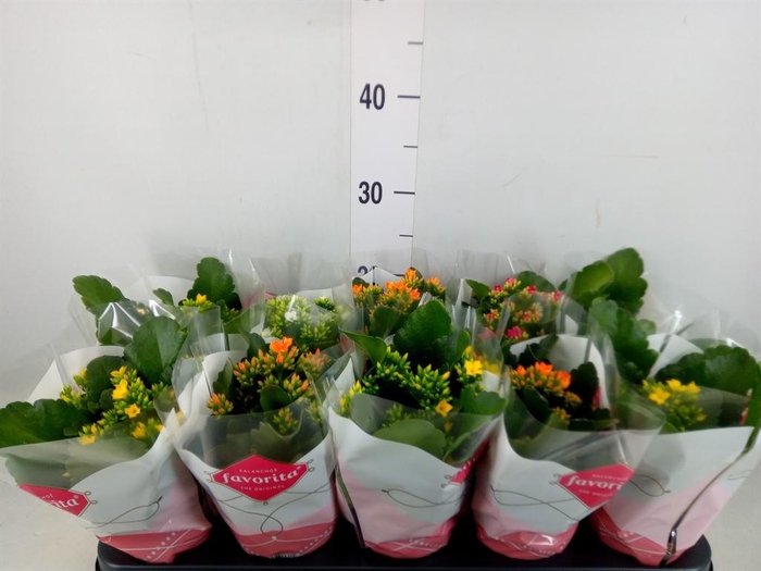 <h4>Kalanchoe blos.   ..mix 4</h4>
