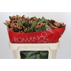 Hypericum Mellow Romance Spray