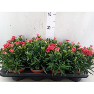 Dianthus car.