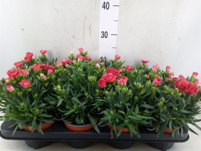 <h4>Dianthus car.</h4>