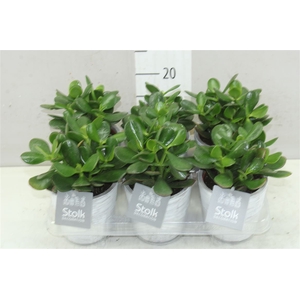 Crassula Ovata White Wash Keramiek