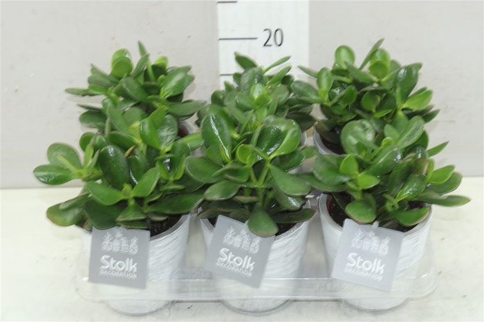 <h4>Crassula Ovata White Wash Keramiek</h4>