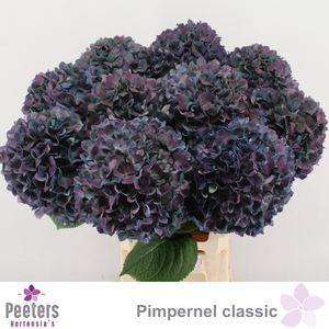 HYDR M CH PIMPERN CL