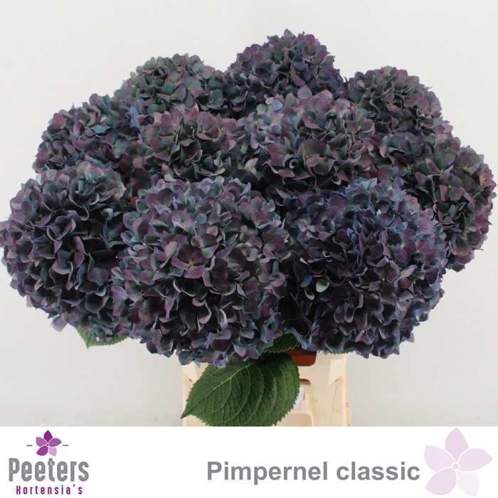 <h4>HYDR M CH PIMPERN CL</h4>