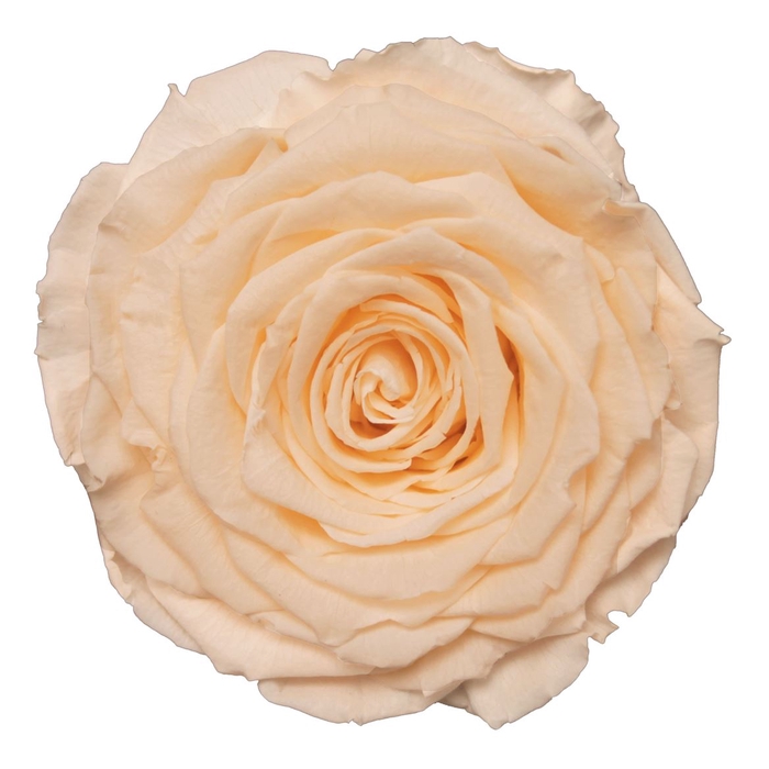 <h4>PRESERVED ROSA XL CHA 99</h4>