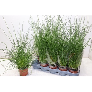 arr8 Juncus Ef Spiralis