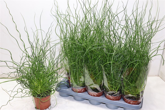 <h4>arr8 Juncus Ef Spiralis</h4>